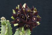 Caralluma shadbana