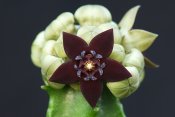 Caralluma shadbana