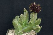 Caralluma shadbana