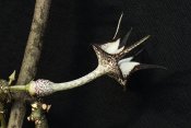 Ceropegia stapeliformis