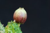 Echidnopsis fartaqensis