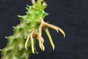 Echidnopsis montana