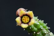 Echidnopsis scutellata