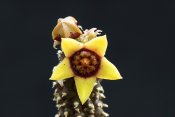 Echidnopsis scutellata