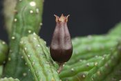 Echidnopsis squamulata