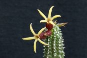 Echidnopsis watsonii