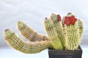 Hoodia currorii