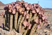 Hoodia gordonii - SE Vioolsdrift, RSA