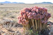 Hoodia gordonii - SE Vioolsdrift, RSA