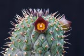 Hoodia-officinalis