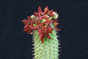 Hoodia pedicellata