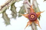 Huernia andreaeana