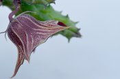 Huernia aspera