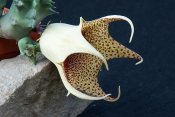 Huernia barbata