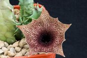 Huernia clavigera