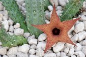 Huernia echidnopsioides