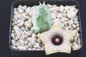 Huernia formosa