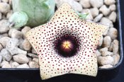 Huernia formosa