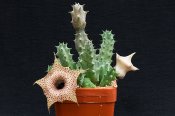 Huernia hislopii ssp. robusta