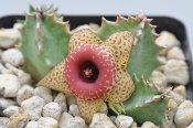 Huernia humilis