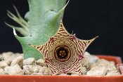 Huernia macrocarpa