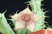 Huernia marnieriana