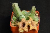 Huernia piersii