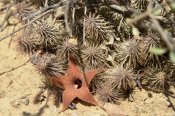 Huernia pillansii - Matjiesvlei, Calitzdorp, RSA