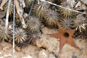 Huernia pillansii - Matjiesvlei, Calitzdorp, RSA