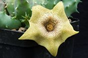 Huernia praestans