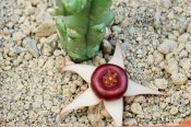 Huernia procumbens