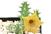 Huernia pulchra