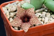 Huernia recondita