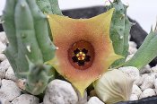 Huernia rosea