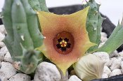 Huernia rosea