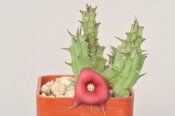 Huernia rubra