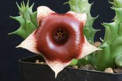 Huernia somalica