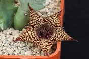 Huernia stapelioides