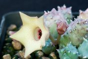 Huernia thuretii