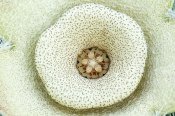 Orbea ciliata