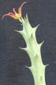 Orbea laikipiensis
