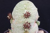 Pseudolithos migiurtinus