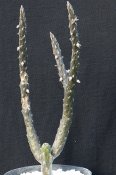 Rhytidocaulon arachnoideum