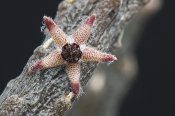Rhytidocaulon arachnoideum
