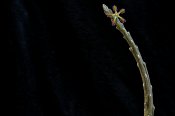 Rhytidocaulon elegantissimum