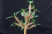 Euphorbia anne-mariae