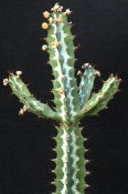 Euphorbia baylisii