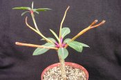 Euphorbia bongolavensis