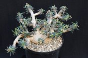 Euphorbia cylindrifolia var. tuberifera