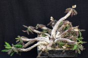Euphorbia decaryi var. spirosticha